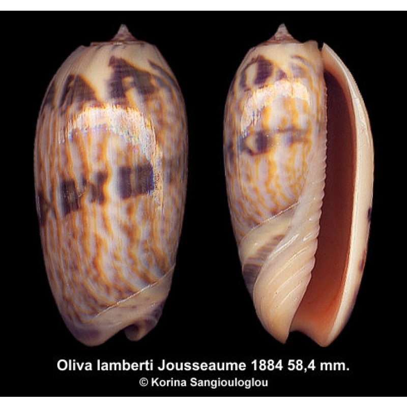 Oliva lamberti Gorgeous Colorful Superb!