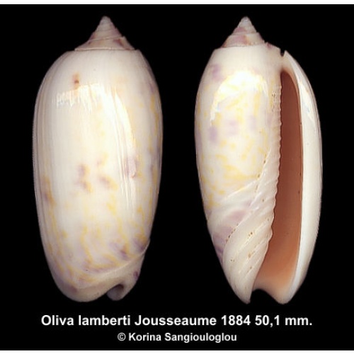 Oliva lamberti Gorgeous Light color!