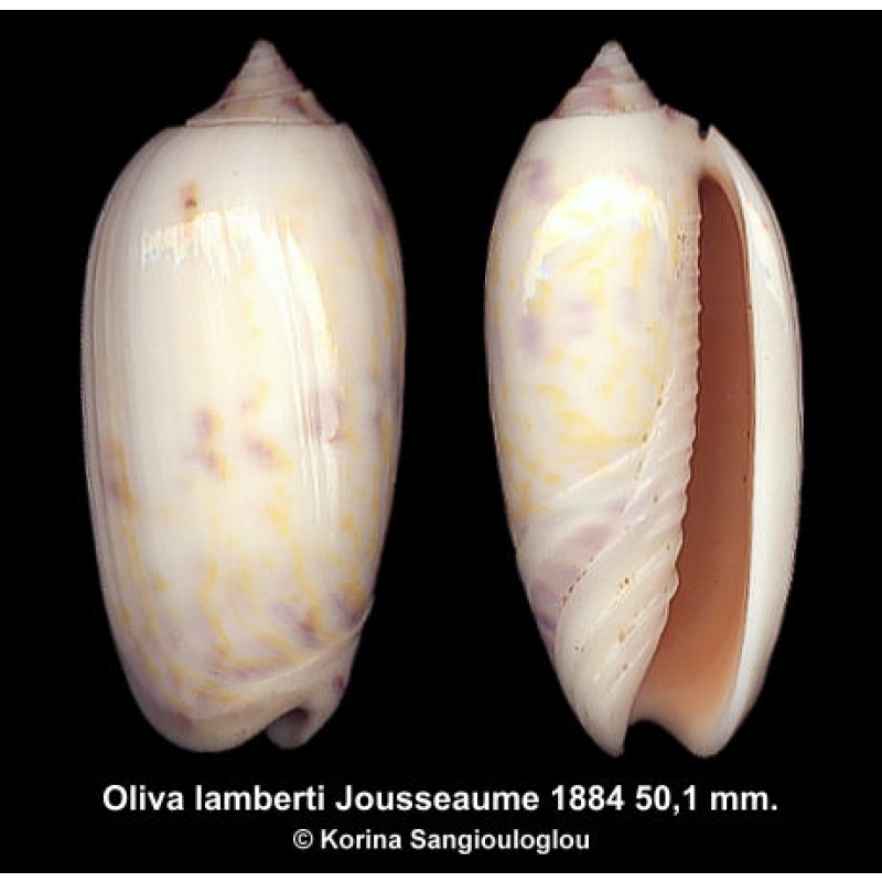 Oliva lamberti Gorgeous Light color!