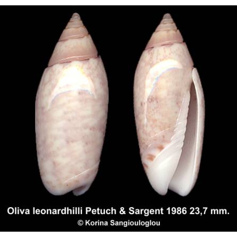 Oliva leonardhilli Gorgeous Elongated!