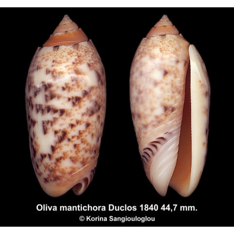 Oliva mantichora Gorgeous Superb!