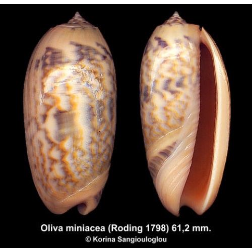 Oliva miniacea Gorgeous Colorful Superb!