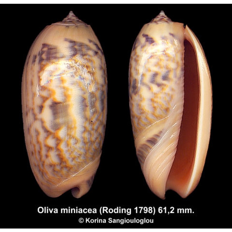 Oliva miniacea Gorgeous Colorful Superb!
