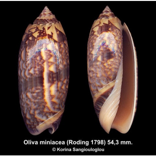 Oliva miniacea Gorgeous Dark Superb!