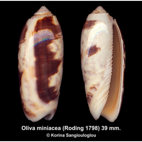 Oliva miniacea Gorgeous Strange!