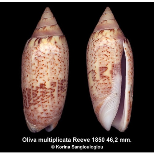 Oliva multiplicata Gorgeous Large!