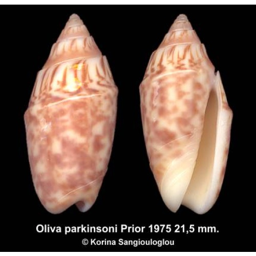 Oliva parkinsoni Gorgeous Dark Superb!