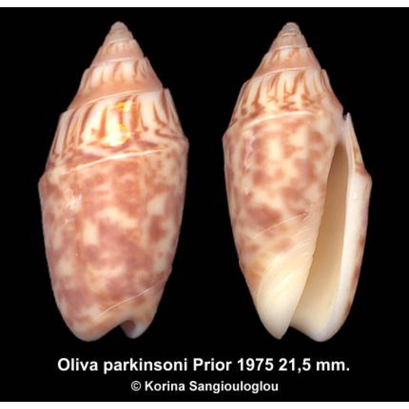Oliva parkinsoni Gorgeous Dark Superb!