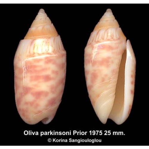 Oliva parkinsoni Gorgeous Rare Solomon Islands form!