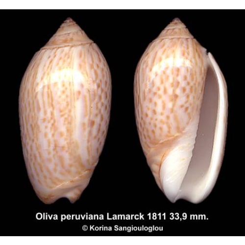Oliva peruviana Gorgeous!