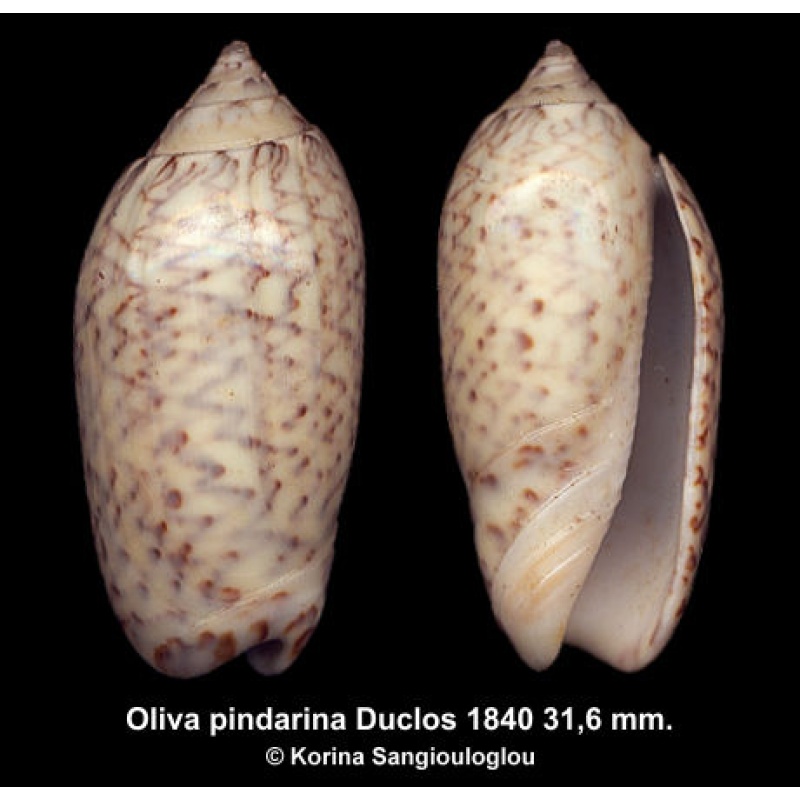 Oliva pindarina Gorgeous!