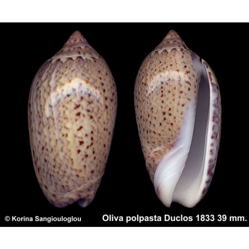 Oliva polpasta Outstanding!