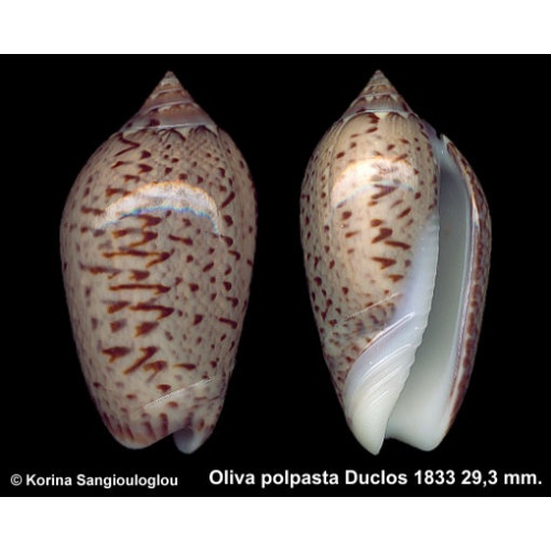 Oliva polpasta Outstanding Green!