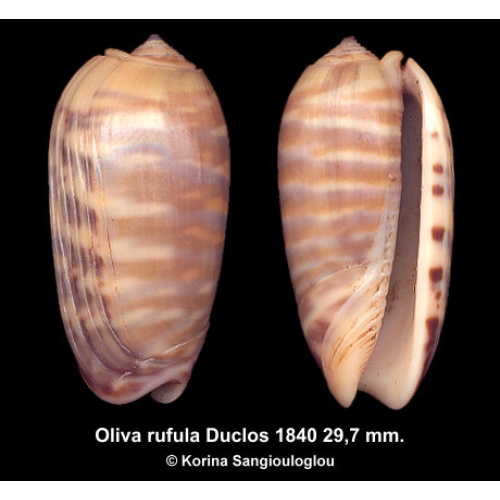 Oliva rufula Gorgeous Rare Solomon Form!
