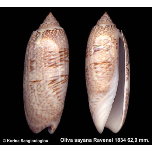 Oliva sayana Gorgeous Large!