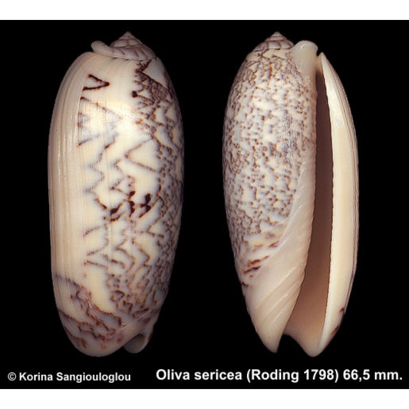 Oliva sericea Gorgeous Superb!