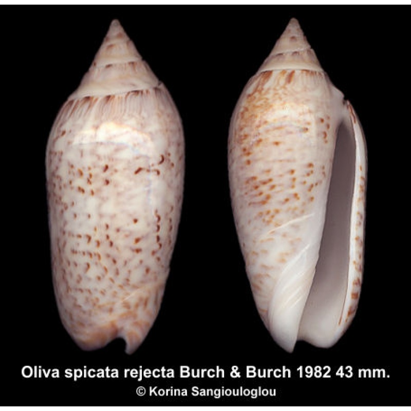 Oliva spicata rejecta Gorgeous Rare Form Superb!