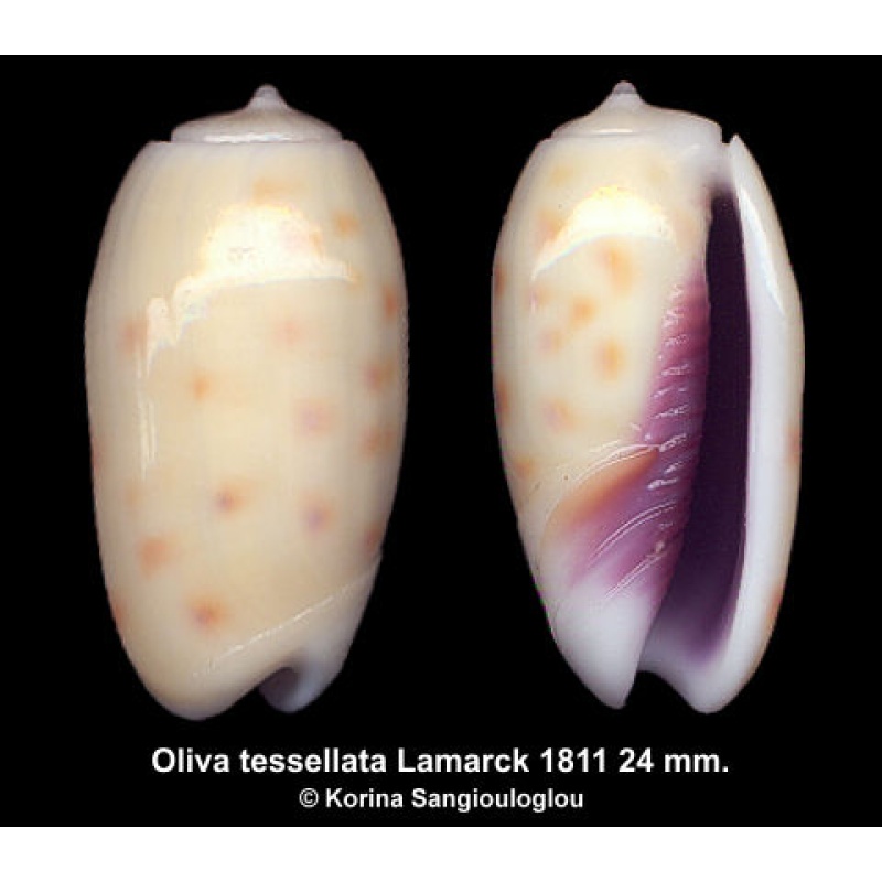 Oliva tessellata Gorgeous Superb!