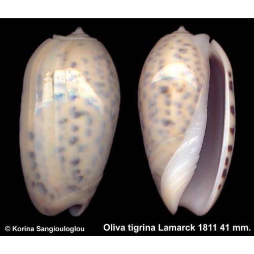 Oliva tigrina Gorgeous Yellow Blue Spots!