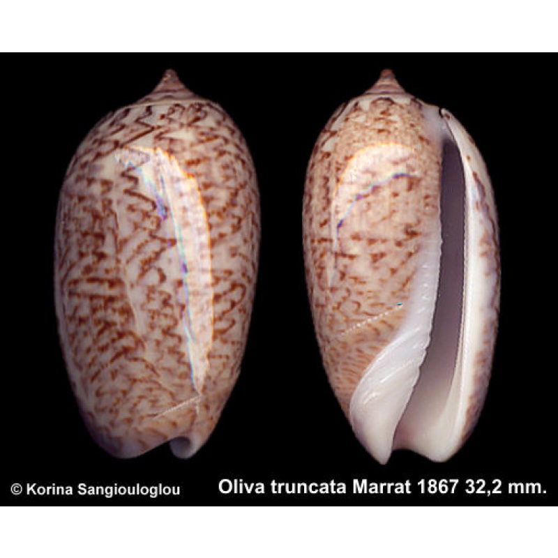Oliva truncata Marrat 1867 Gorgeous Superb!