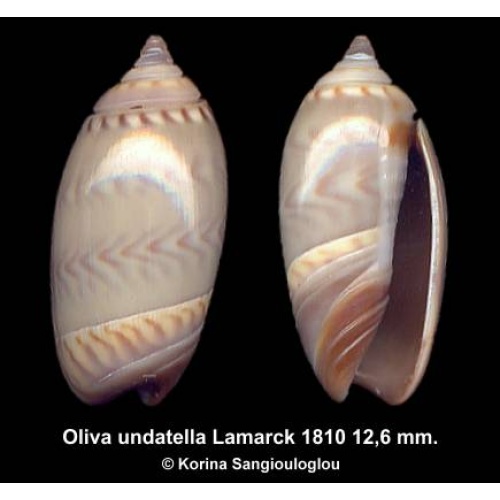 Oliva undatella Outstanding Greenish!