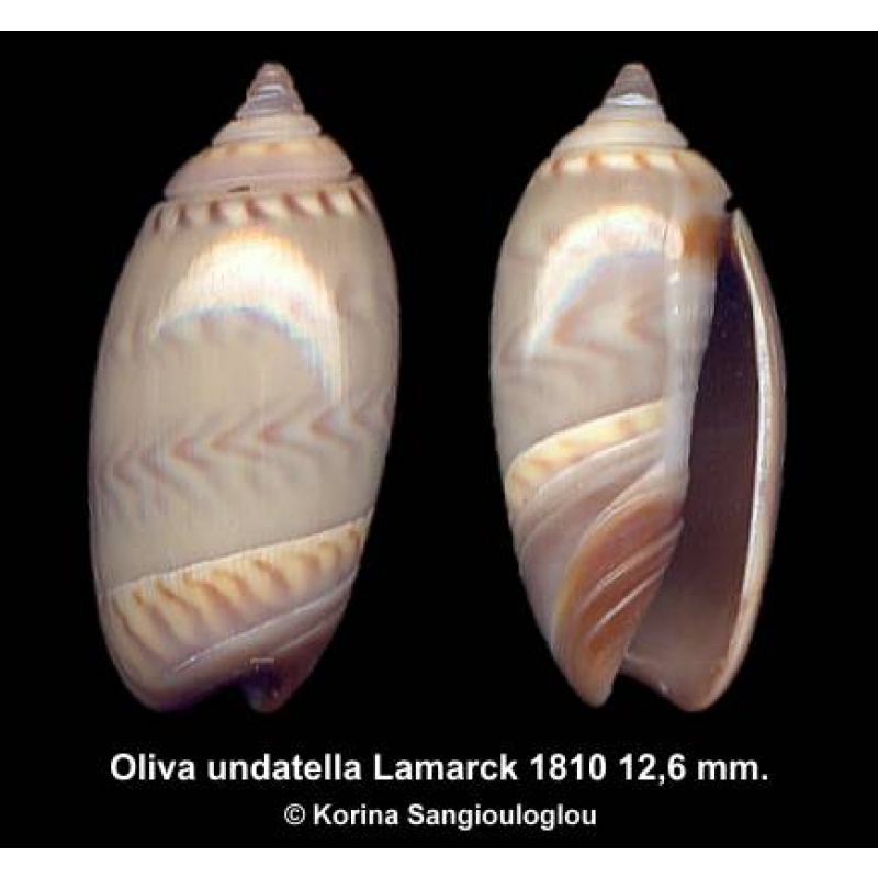 Oliva undatella Outstanding Greenish!