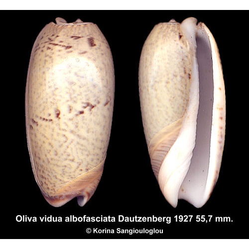 Oliva vidua albofasciata Gorgeous Large!