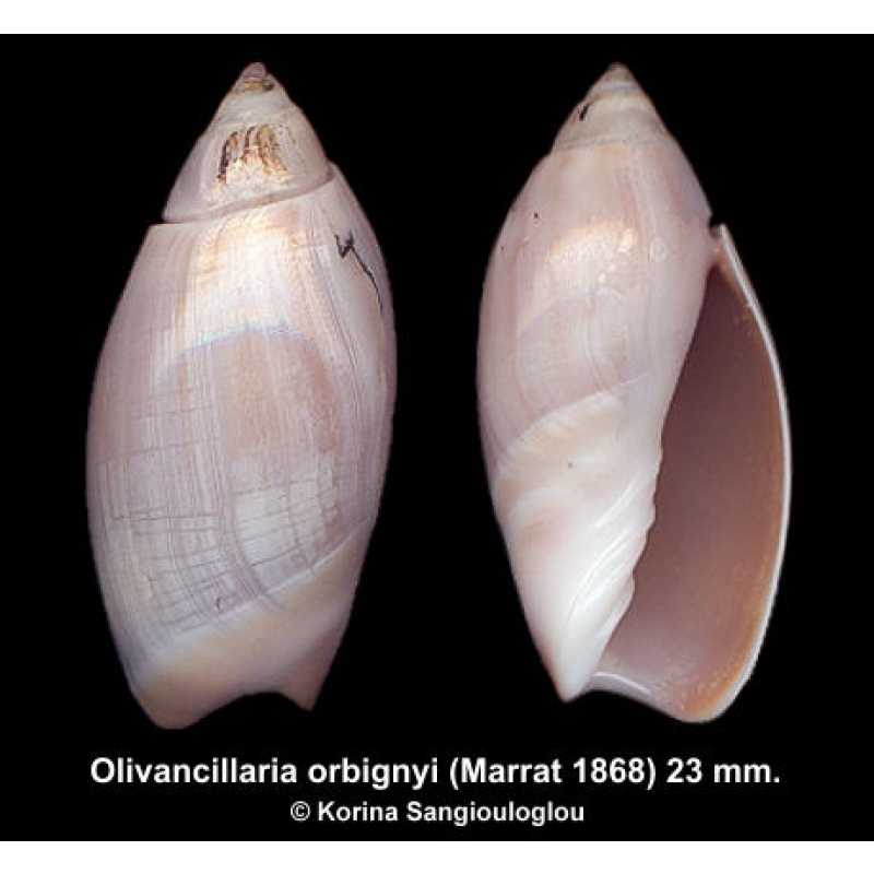 Olivancillaria orbignyi Outstanding!