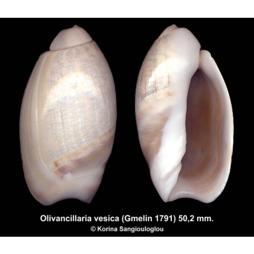 Olivancillaria vesica Outstanding Huge Elongated Form!