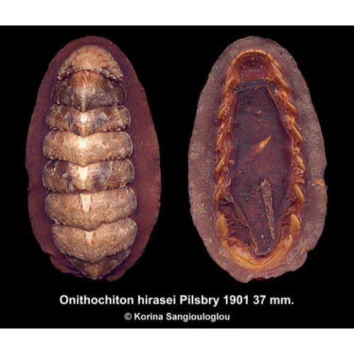 Onithochiton hirasei Gorgeous!