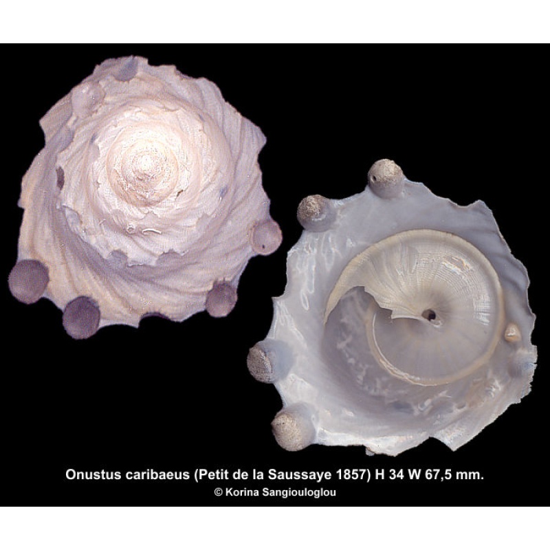 Onustus caribaeus Gorgeous Rare!