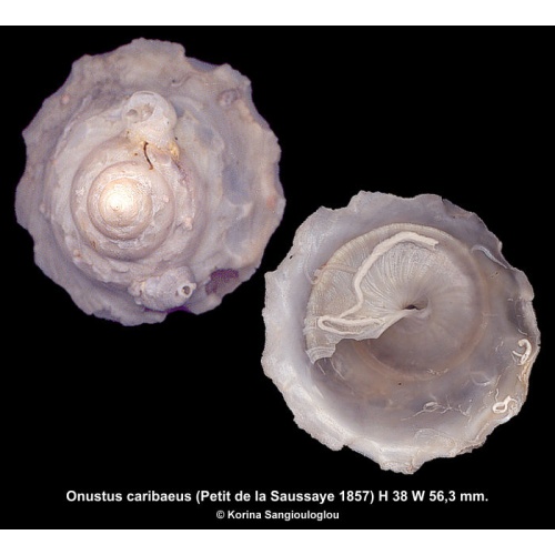 Onustus caribaeus Outstanding Rare!