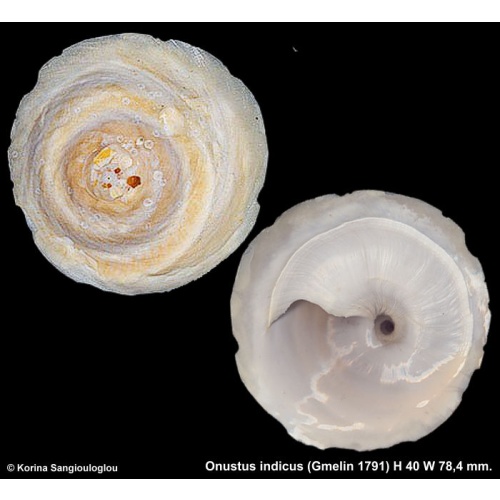 Onustus indicus Gorgeous!