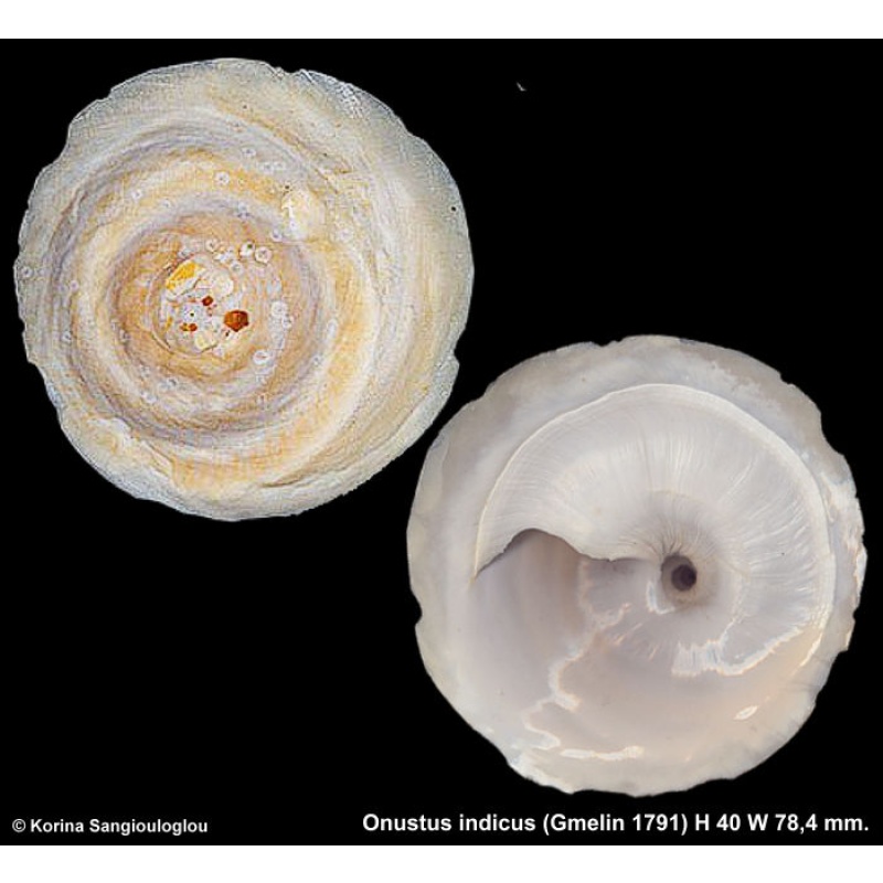 Onustus indicus Gorgeous!