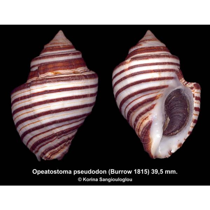 Opeatostoma pseudodon Outstanding Small!