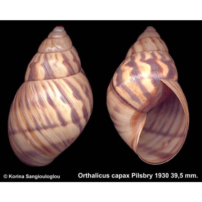 Orthalicus capax Gorgeous Large Rare!