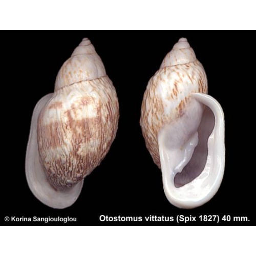 Otostomus vittatus Gorgeous Superb!