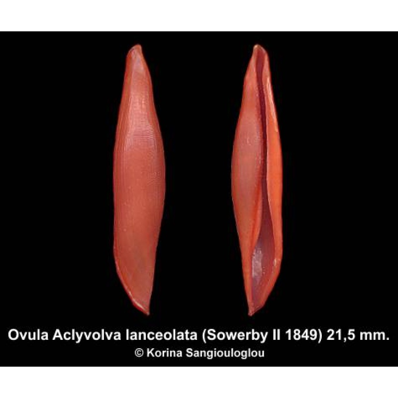Ovula Aclyvolva lanceolata Outstanding Large!