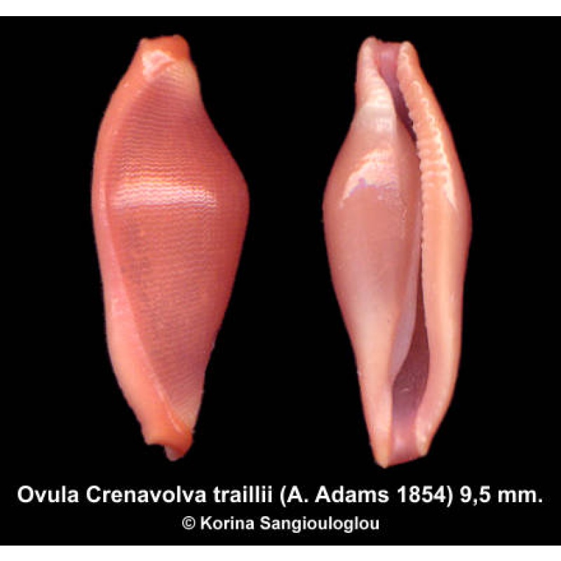 Ovula Crenavolva traillii Outstanding Reddish!