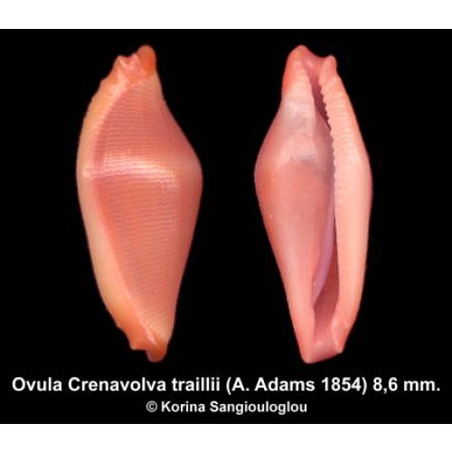 Ovula Crenavolva traillii Outstanding Rose!