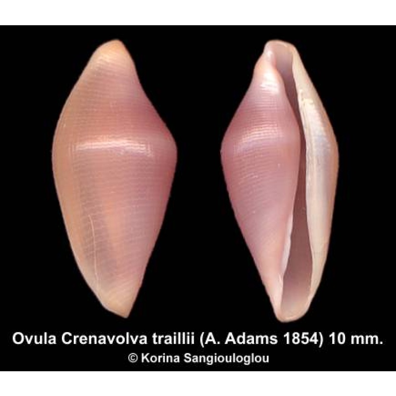 Ovula Crenavolva traillii Outstanding Violet!