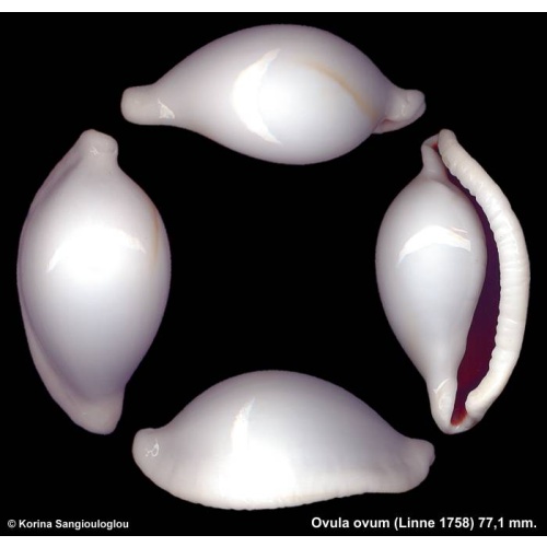 Ovula ovum Outstanding Unusual!