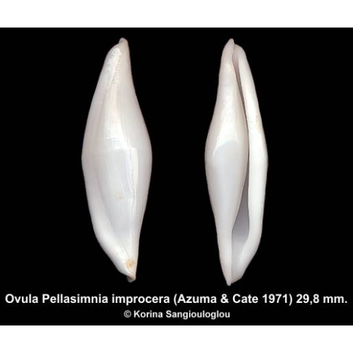 Ovula Pellasimnia improcera Outstanding!