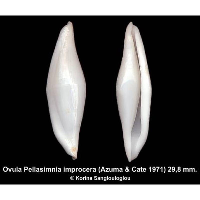 Ovula Pellasimnia improcera Outstanding!