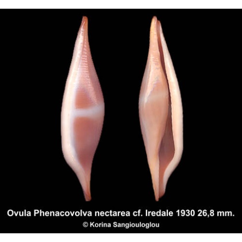 Ovula Phenacovolva nectarea cf. Outstanding Rose!