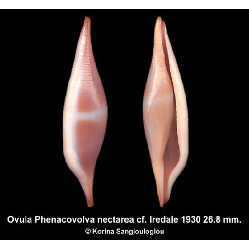 Ovula Phenacovolva nectarea cf. Outstanding Rose!