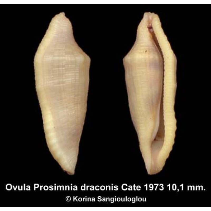 Ovula Prosimnia draconis Outstanding!