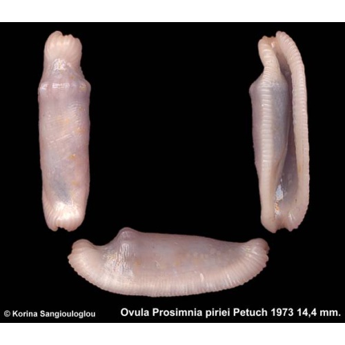 Ovula Prosimnia piriei Outstanding Lavender!