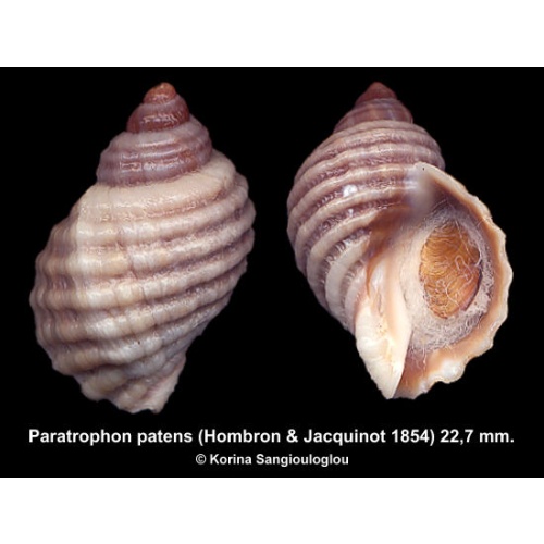 Paratrophon patens Outstanding Extremely Rare!