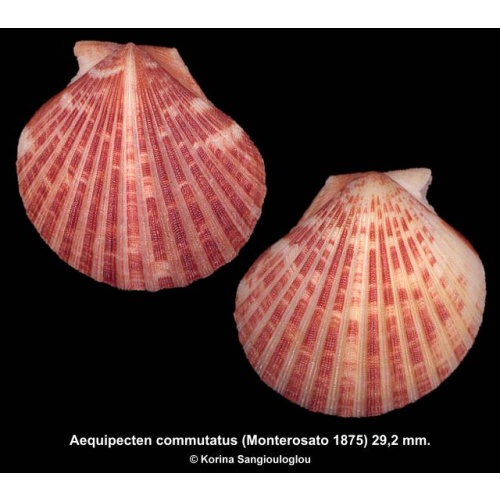 Aequipecten commutatus Gorgeous Dark Large!